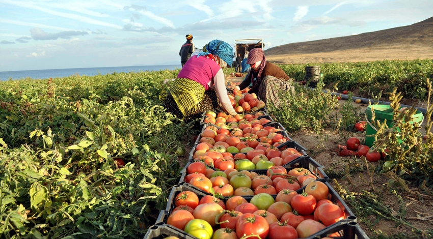 Çiftçilere destek ödemesi başladı