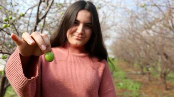 Eriğinin tanesi 12,5 lira