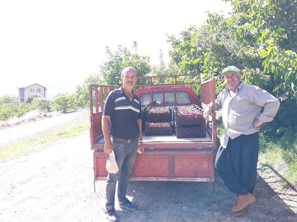 Kiraz üreticileri dertli