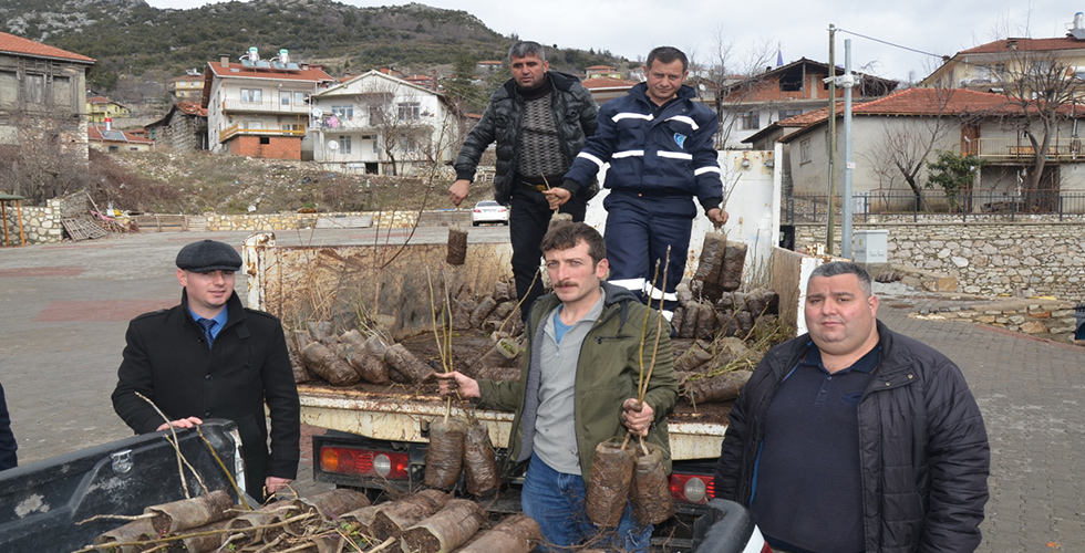 Çiftçilere fide desteği