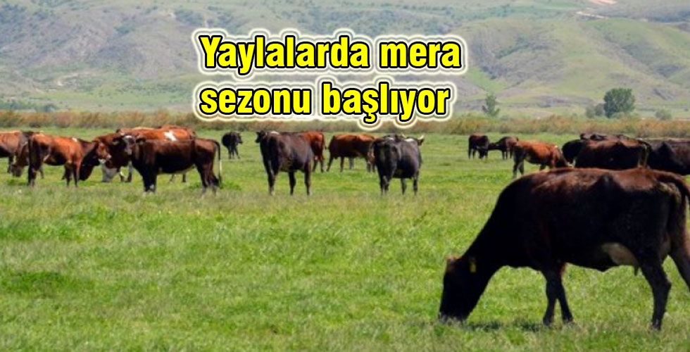 Yaylalarda mera sezonu başlıyor