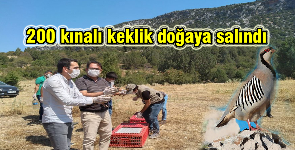 200 kınalı keklik doğaya salındı