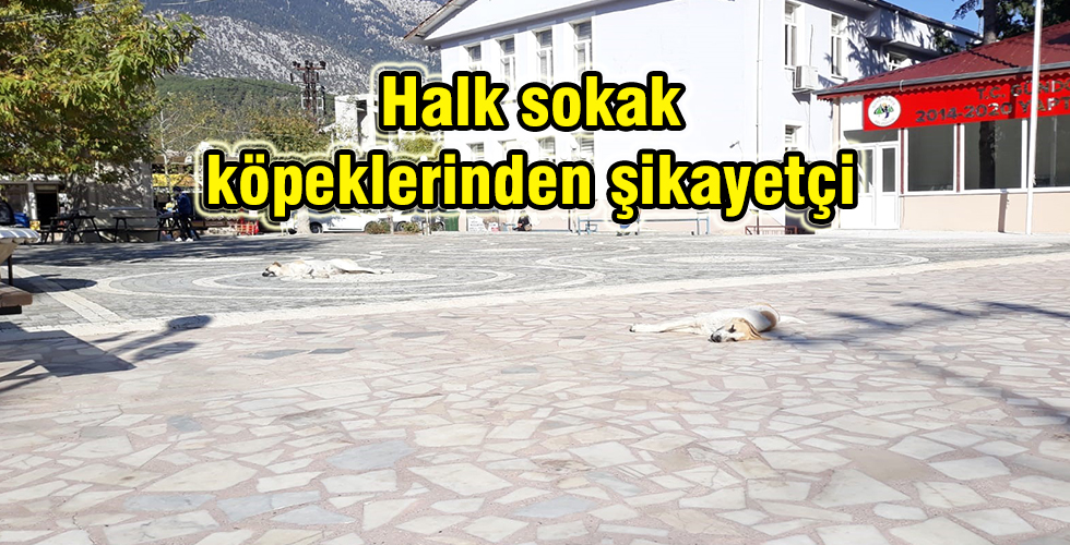Halk sokak köpeklerinden şikayetçi