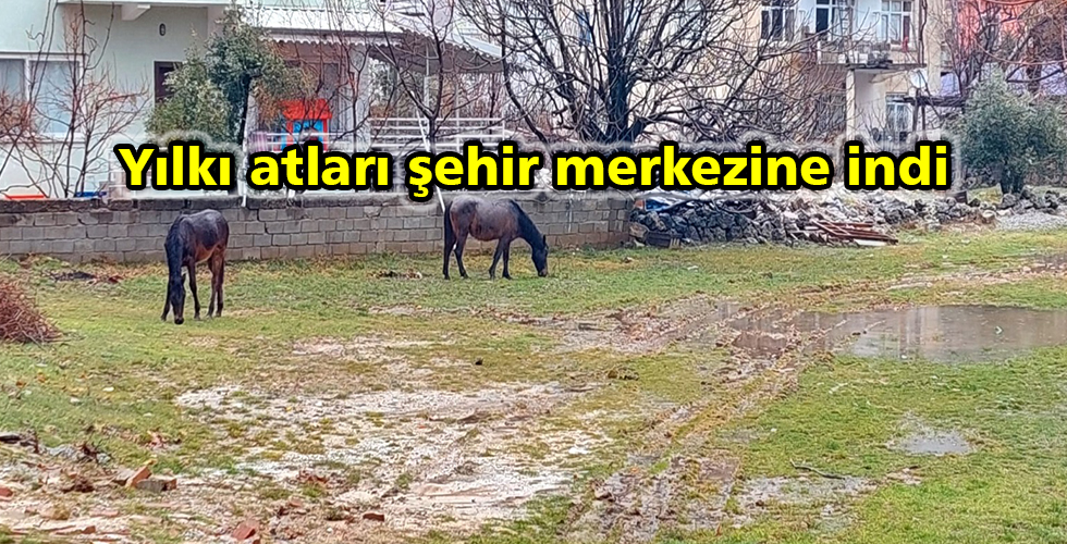 Yılkı atları şehir merkezine indi