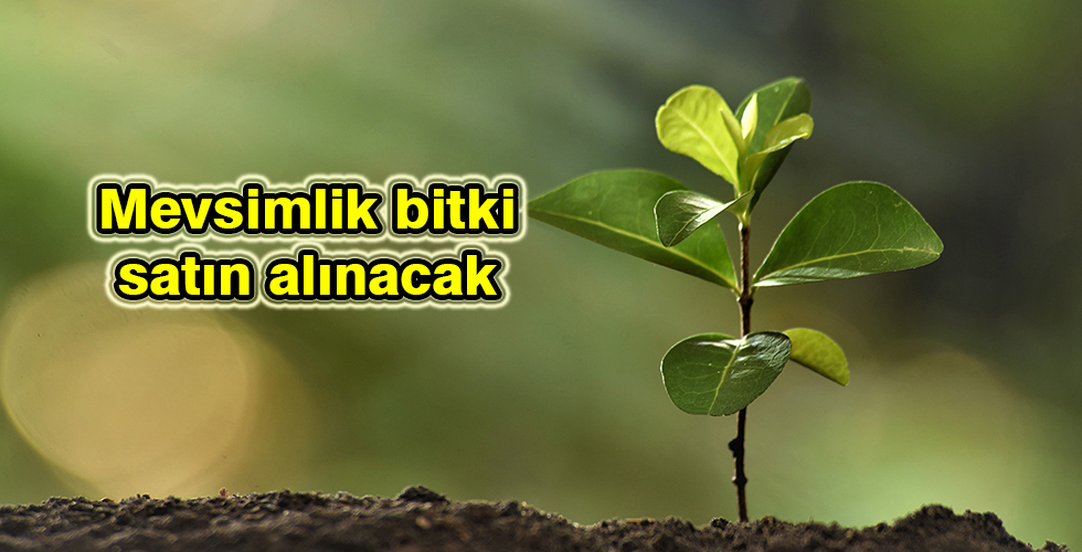 Mevsimlik bitki satın alınacak