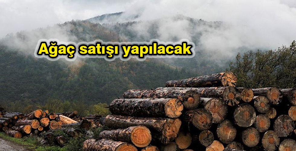 Ağaç satışı yapılacak