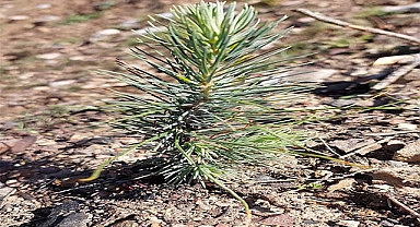 Çam fidanları büyüyor