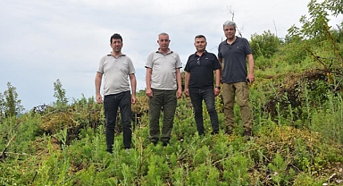 Fidanlar 50 cm metreye ulaştı
