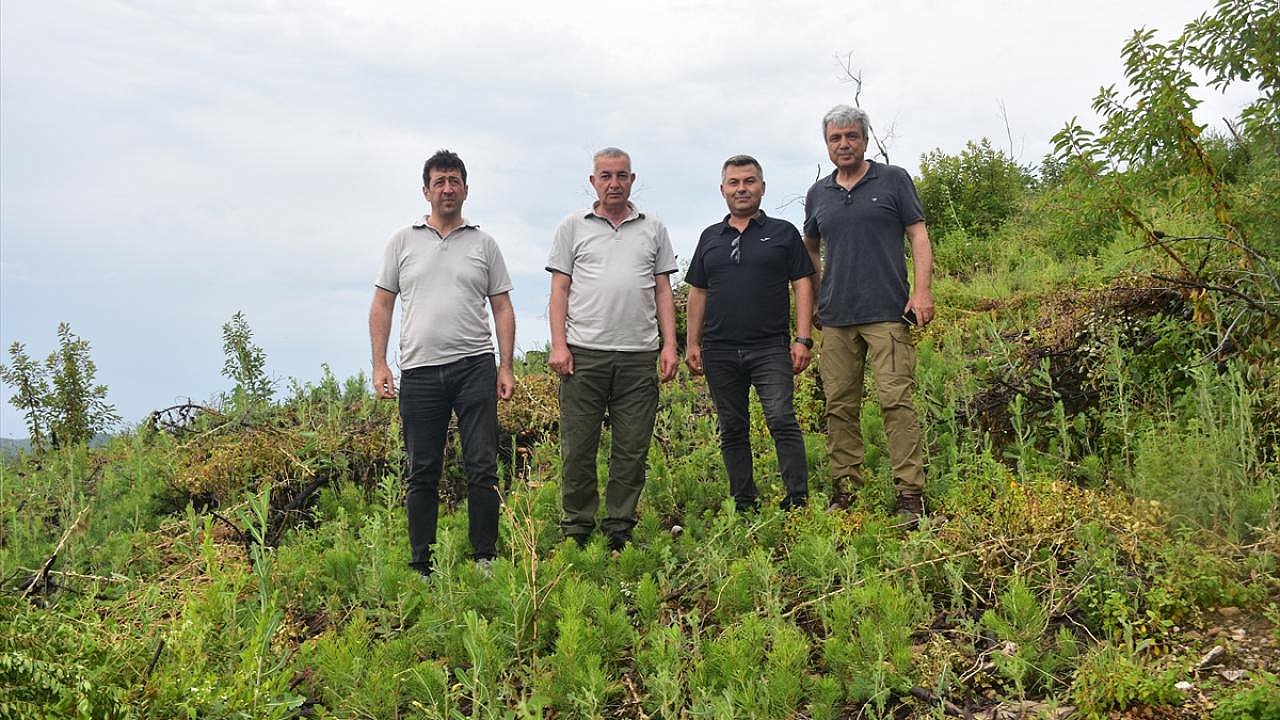 Fidanlar 50 cm metreye ulaştı