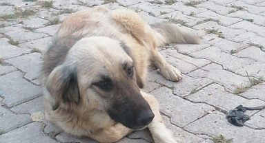 'KORKUYORUZ'