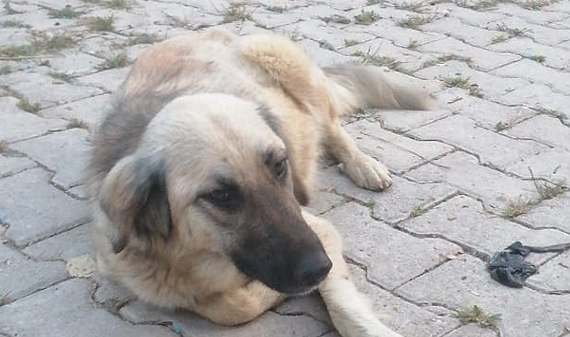 'KORKUYORUZ'