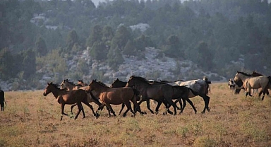 Yılkı atları büyülüyor