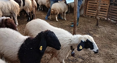 Destek sayımı