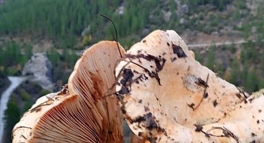 Mantar avcıları iş başında