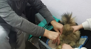 Can dostlarımızı güvende tutalım