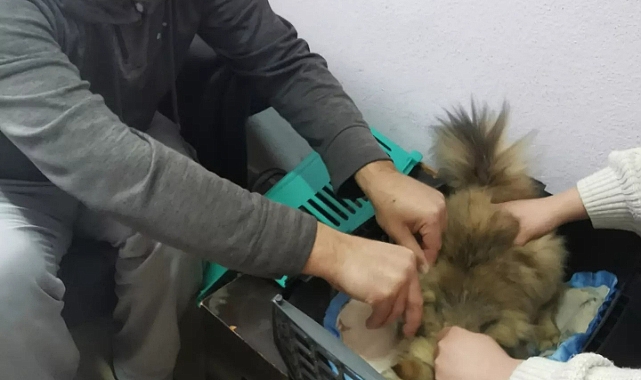 Can dostlarımızı güvende tutalım