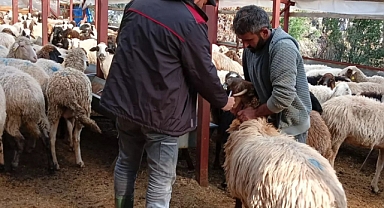 Gündoğmuş'ta hayvan sayımı yapıldı