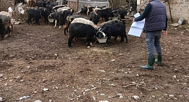 Koyunlar sayıldı
