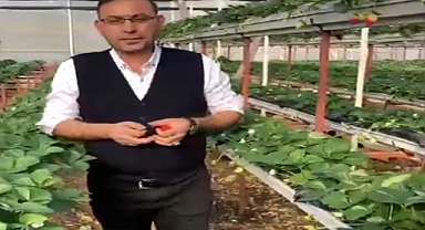 Topraksız tarım heyecanı