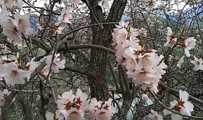 Şubat’ta çiçek açtı
