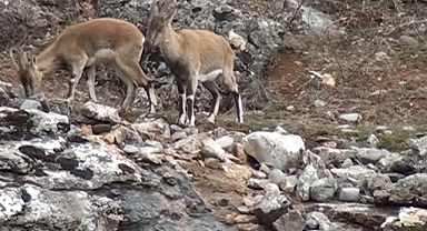 Yerel halk tarafından korunuyorlar
