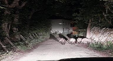 Domuz sürüleri ile başımız dertteq