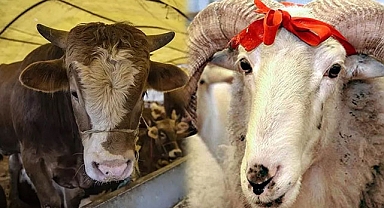 Kurbanlığımızı kendimiz yetiştiriyoruz