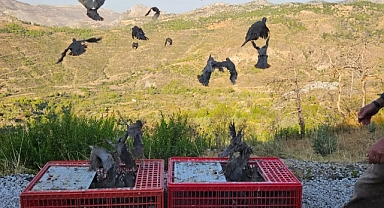 600 keklik doğaya salındı