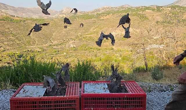 600 keklik doğaya salındı