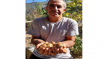 Gündoğmuş’ta altın değerinde