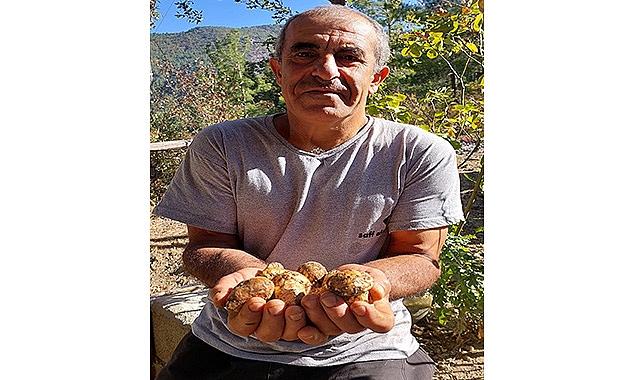 Gündoğmuş’ta altın değerinde