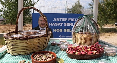 Kuraklığa dayanıklı Antep fıstığı tarımsal kalkınmaya destek sağlayacak