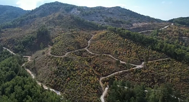 Ormanlar katlediliyor
