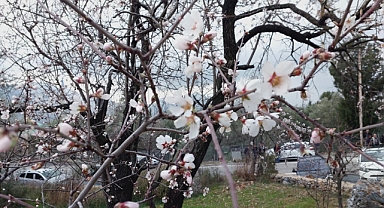 Gündoğmuş’ta “Yalancı Bahar”