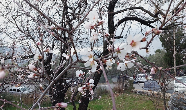 Gündoğmuş’ta “Yalancı Bahar”