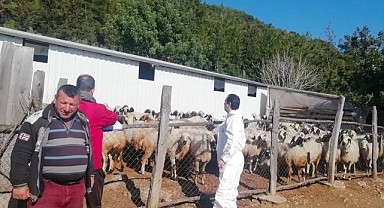 Hayvan sayımı çalışmaları devam ediyor