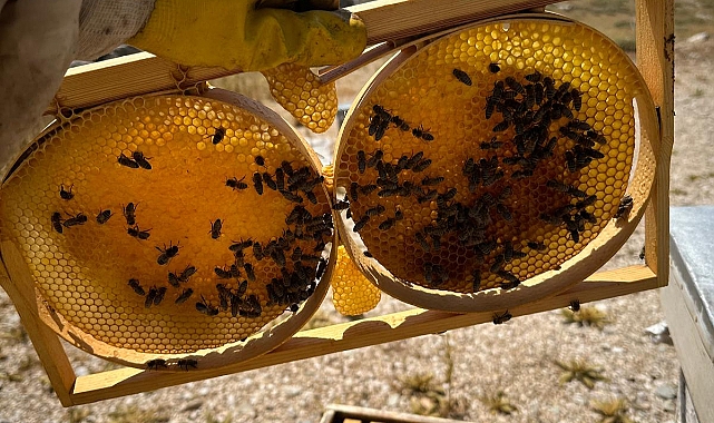 Gündoğmuş balı tescil yolunda