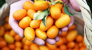 Alanya’da kamkat üretimi artıyor