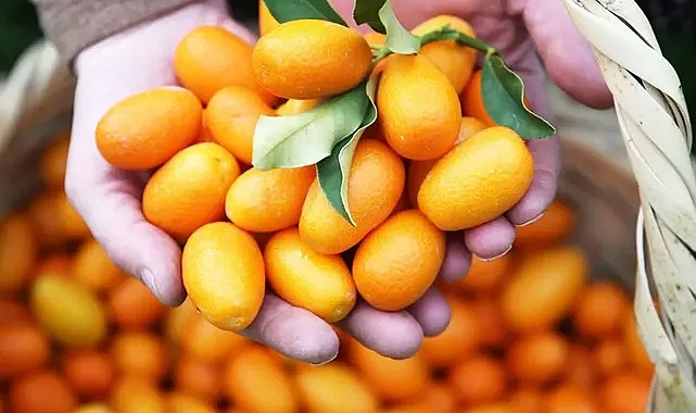 Alanya’da kamkat üretimi artıyor
