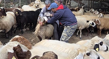 Gündoğmuş’ta küçükbaş hayvanlara kimliklendirme çalışması