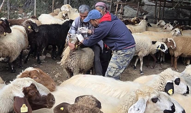 Gündoğmuş’ta küçükbaş hayvanlara kimliklendirme çalışması